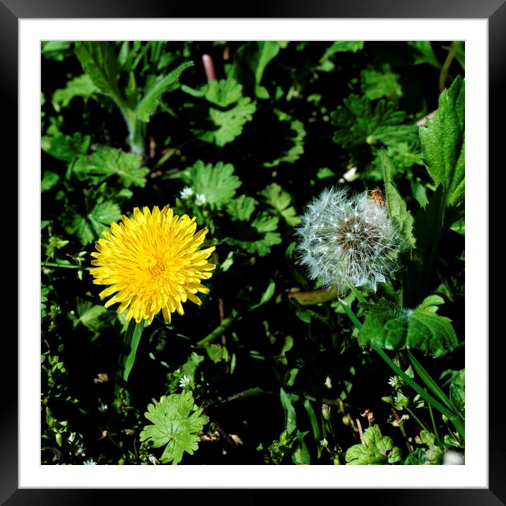 Dandelion two generations Framed Mounted Print by Adrian Bud