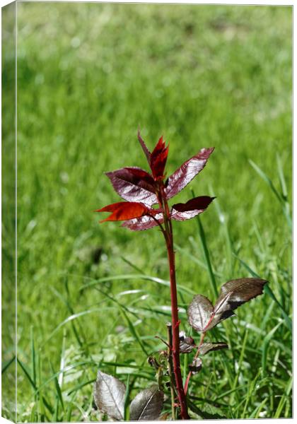 Red stalk of rose Canvas Print by Adrian Bud