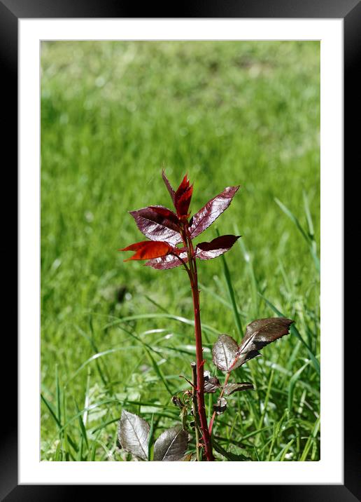 Red stalk of rose Framed Mounted Print by Adrian Bud