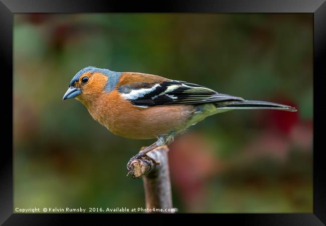 Chaffinch Framed Print by Kelvin Rumsby