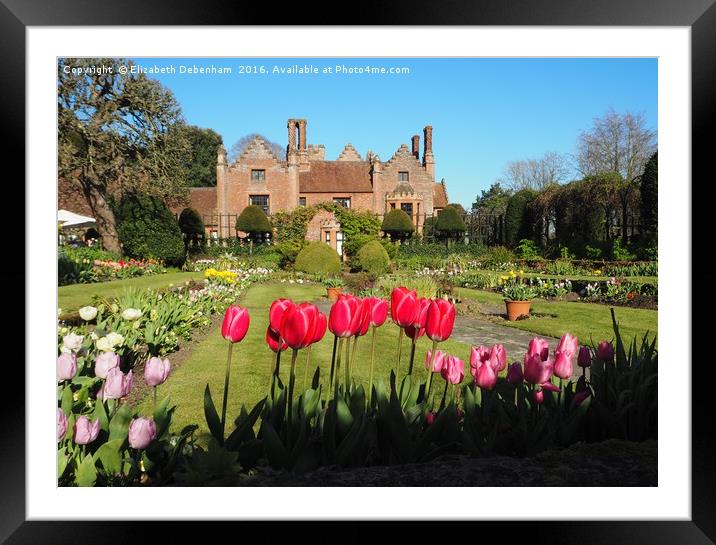 Spring Tulips at Chenies Manor Sunken Garden Framed Mounted Print by Elizabeth Debenham