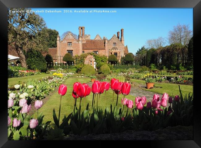 Spring Tulips at Chenies Manor Sunken Garden Framed Print by Elizabeth Debenham