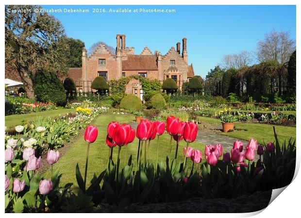 Spring Tulips at Chenies Manor Sunken Garden Print by Elizabeth Debenham