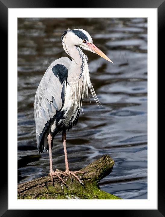 Heron Framed Mounted Print by Sam Smith