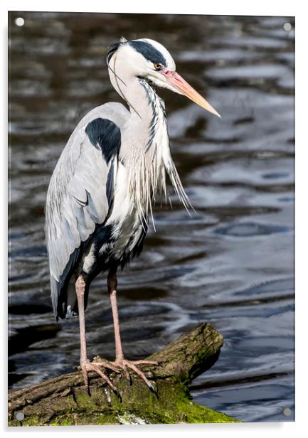 Heron Acrylic by Sam Smith