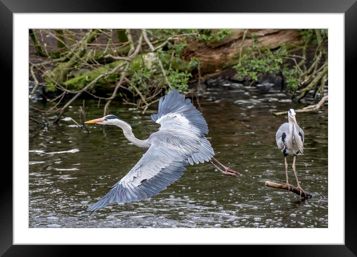 Herons Framed Mounted Print by Sam Smith