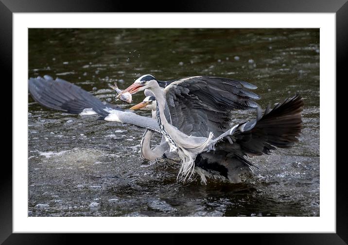 Herons fishing Framed Mounted Print by Sam Smith