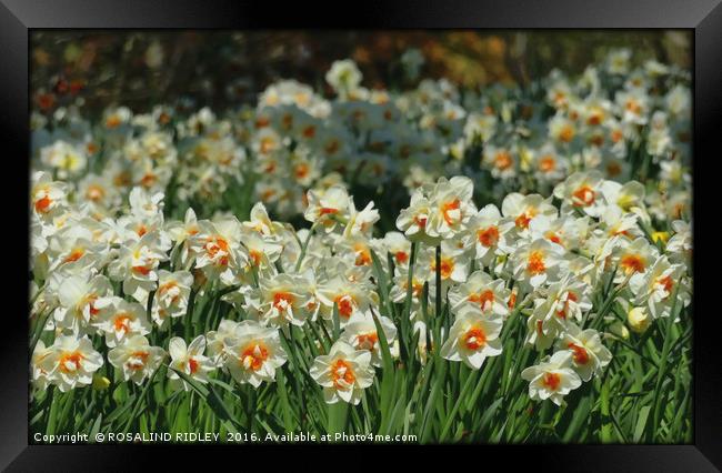 "A HOST OF WHITE NARCISSI" Framed Print by ROS RIDLEY