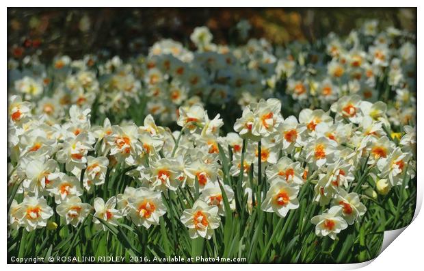 "A HOST OF WHITE NARCISSI" Print by ROS RIDLEY