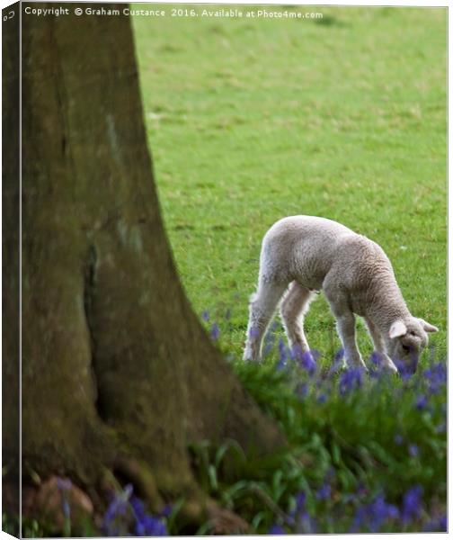 Lamb in the Bluebells Canvas Print by Graham Custance