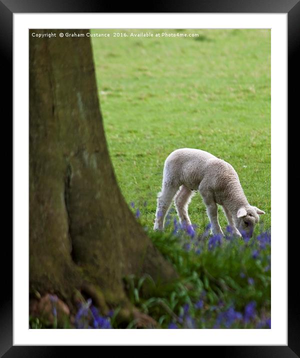 Lamb in the Bluebells Framed Mounted Print by Graham Custance
