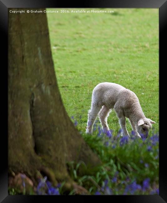 Lamb in the Bluebells Framed Print by Graham Custance