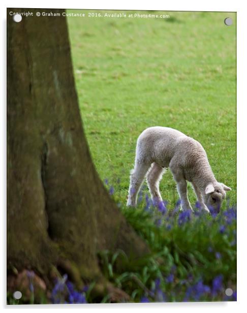 Lamb in the Bluebells Acrylic by Graham Custance