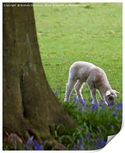 Lamb in the Bluebells Print by Graham Custance