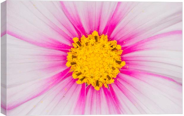 Close up on a cosmos flower Canvas Print by Iain Leadley