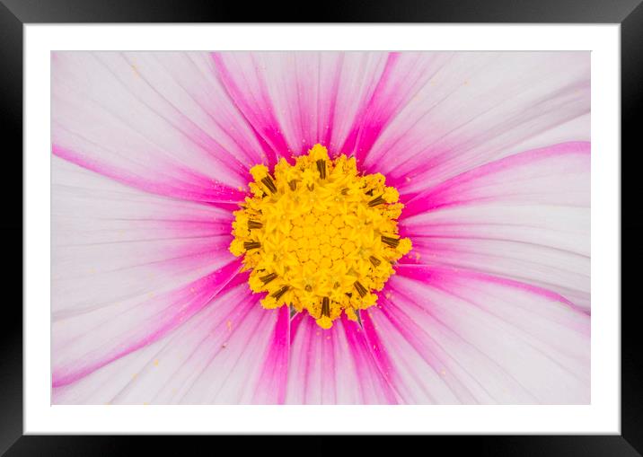Close up on a cosmos flower Framed Mounted Print by Iain Leadley