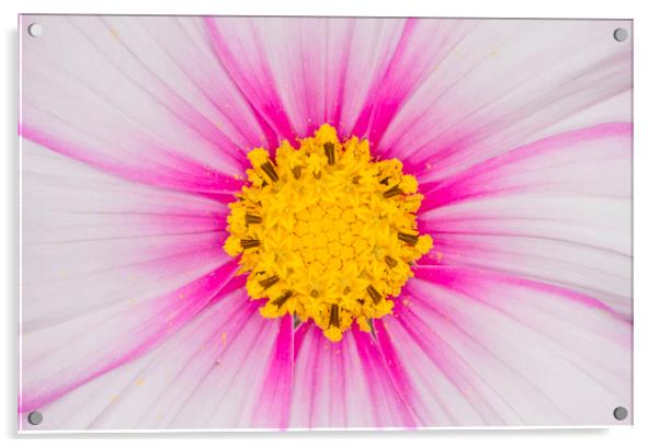Close up on a cosmos flower Acrylic by Iain Leadley