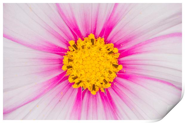 Close up on a cosmos flower Print by Iain Leadley