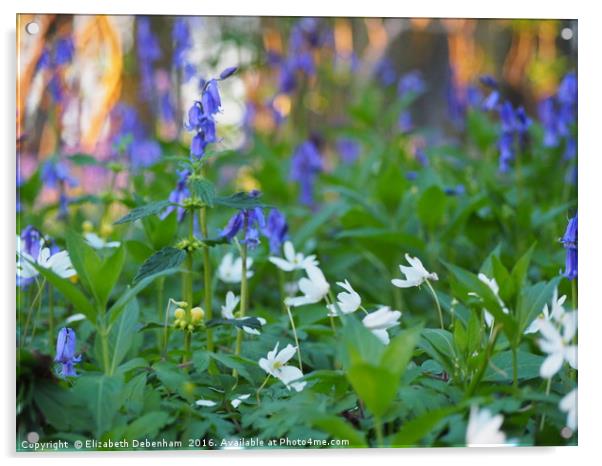  Bluebells and Wood Anemones in April. Acrylic by Elizabeth Debenham