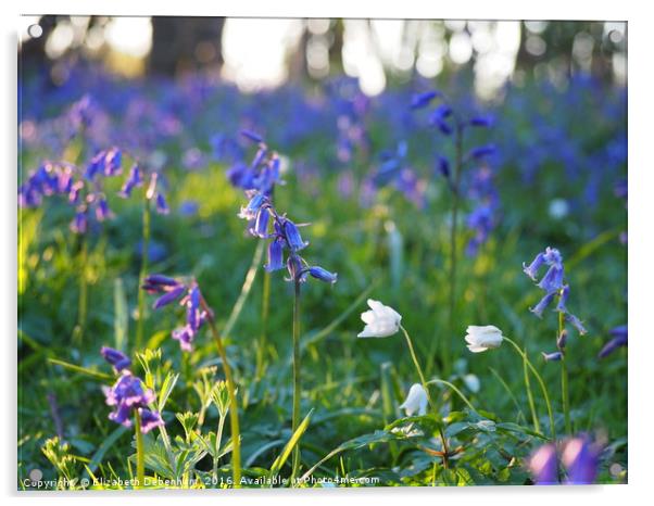 Woodland Flowers in April Acrylic by Elizabeth Debenham