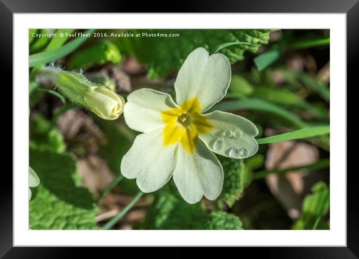 Primrose with Dewdrops Framed Mounted Print by Paul Fleet
