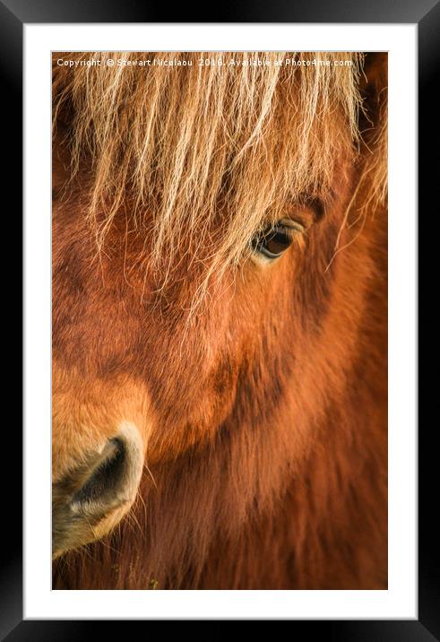 Beautiful Sheltand Pony  Framed Mounted Print by Stewart Nicolaou