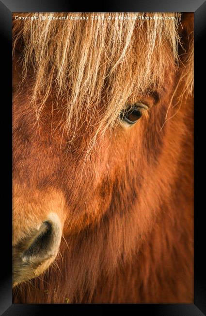 Beautiful Sheltand Pony  Framed Print by Stewart Nicolaou