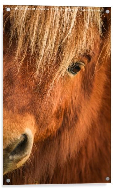 Beautiful Sheltand Pony  Acrylic by Stewart Nicolaou