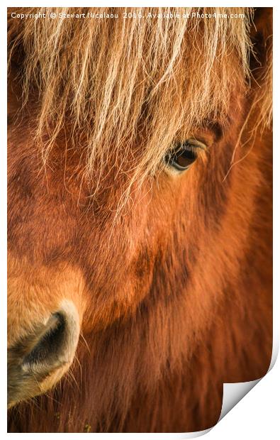 Beautiful Sheltand Pony  Print by Stewart Nicolaou