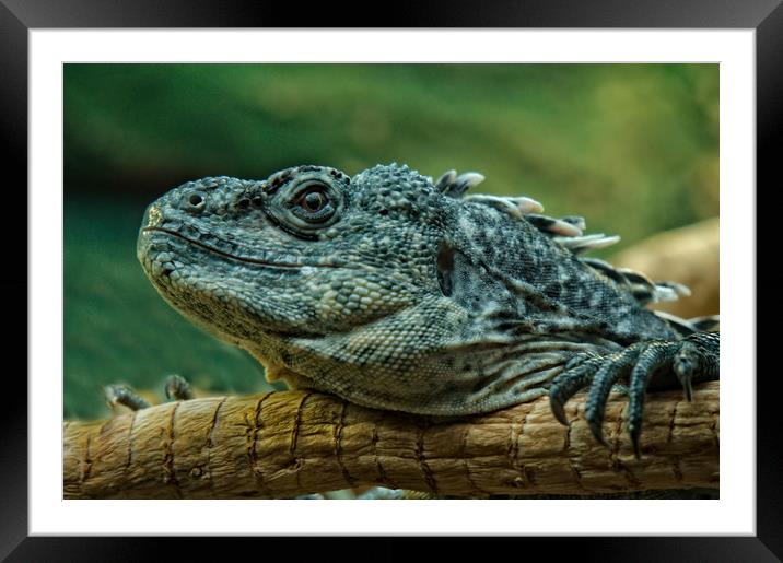 Wishiwilly Del Suampo Framed Mounted Print by rawshutterbug 