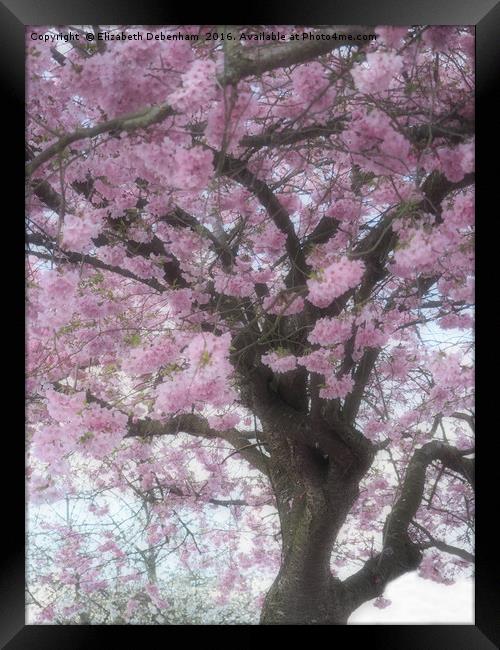 Softly focused Prunus blossom. Framed Print by Elizabeth Debenham
