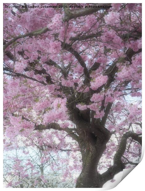 Softly focused Prunus blossom. Print by Elizabeth Debenham