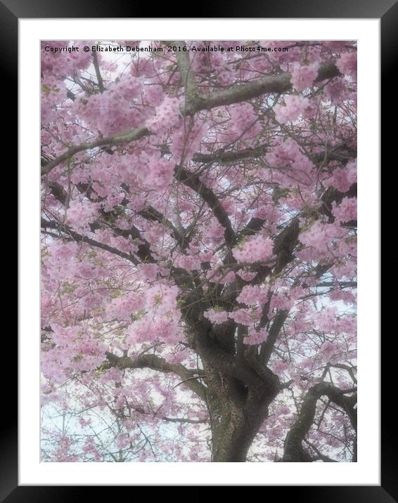 Cherry Blossom Haze Framed Mounted Print by Elizabeth Debenham
