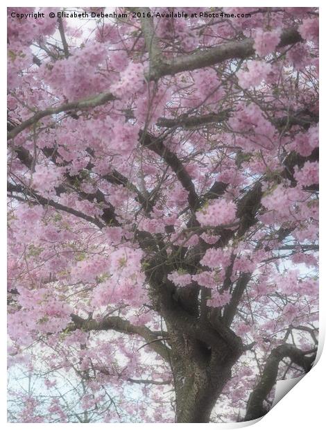 Cherry Blossom Haze Print by Elizabeth Debenham