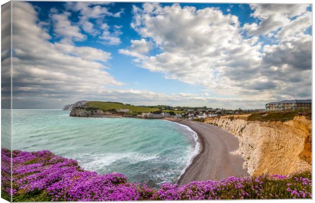 Freshwater Bay Sea Thrift Canvas Print by Wight Landscapes