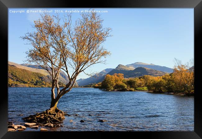 Llyn Padarn Llanberis Lake in Autumn Framed Print by Pearl Bucknall