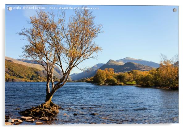 Llyn Padarn Llanberis Lake in Autumn Acrylic by Pearl Bucknall