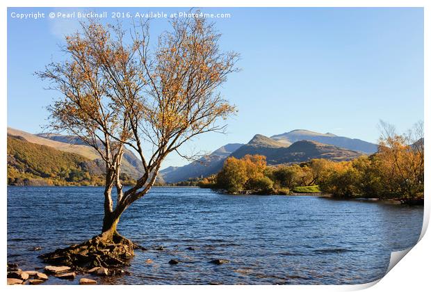 Llyn Padarn Llanberis Lake in Autumn Print by Pearl Bucknall