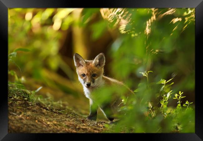 Cute Fox Cub Framed Print by Calum Dickson