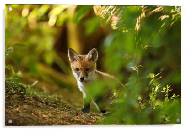 Cute Fox Cub Acrylic by Calum Dickson