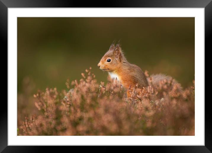 Roamin in the Heather Framed Mounted Print by Calum Dickson