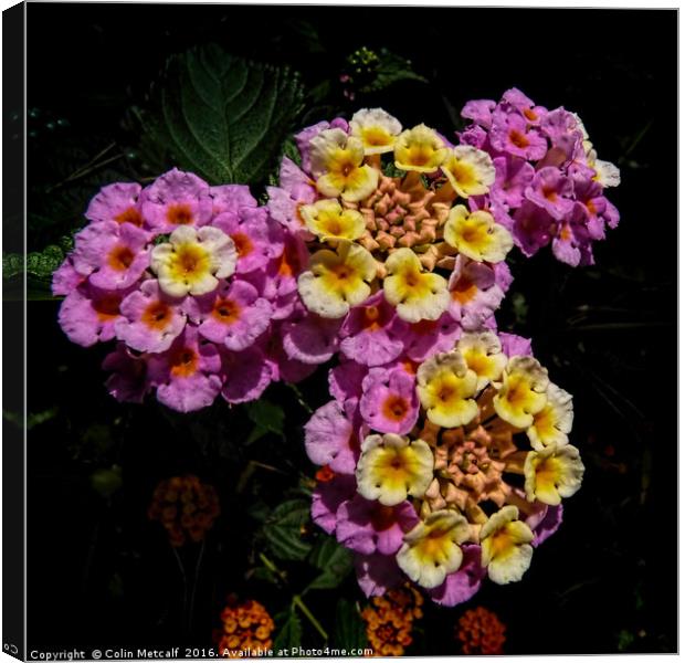 Pink and Yellow Blooms Canvas Print by Colin Metcalf