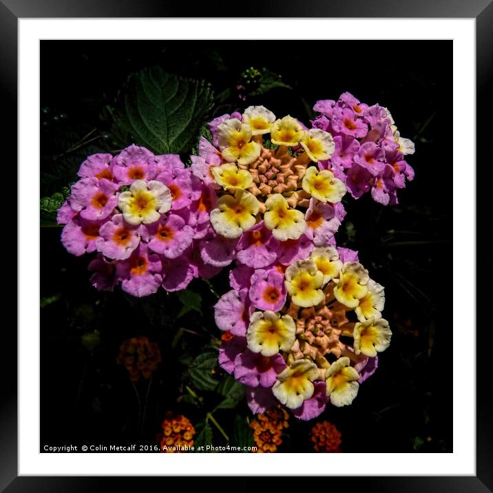 Pink and Yellow Blooms Framed Mounted Print by Colin Metcalf