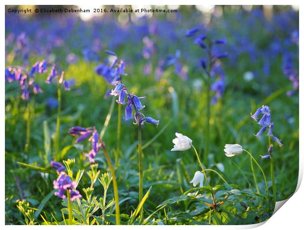 Windflowers and bluebells in evening sunlight  Print by Elizabeth Debenham