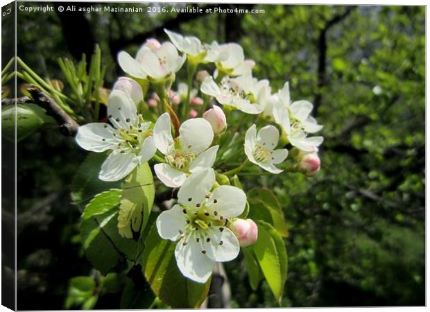 Wild pear's blossoms ,                             Canvas Print by Ali asghar Mazinanian