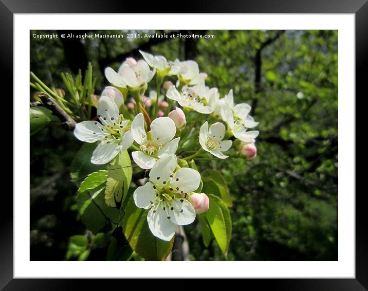 Wild pear's blossoms ,                             Framed Mounted Print by Ali asghar Mazinanian