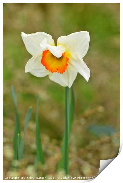 Lone Daff Print by Ashley Watson