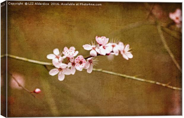 Cherry Blossom Time Canvas Print by LIZ Alderdice