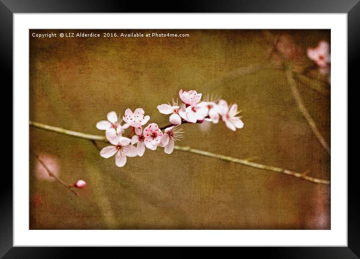 Cherry Blossom Time Framed Mounted Print by LIZ Alderdice
