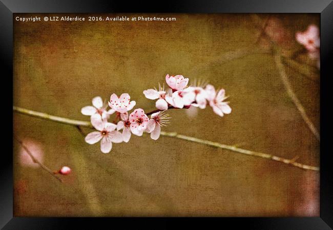 Cherry Blossom Time Framed Print by LIZ Alderdice